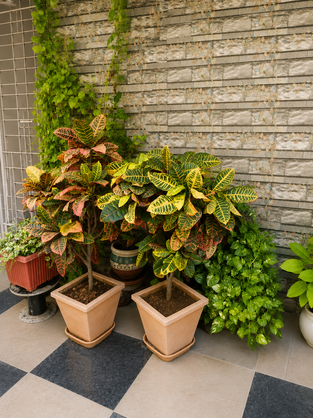Potted Crotons